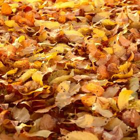 Autumn Leaves 3D model